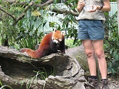 CairnsTC180 Cairns Tropical Zoo